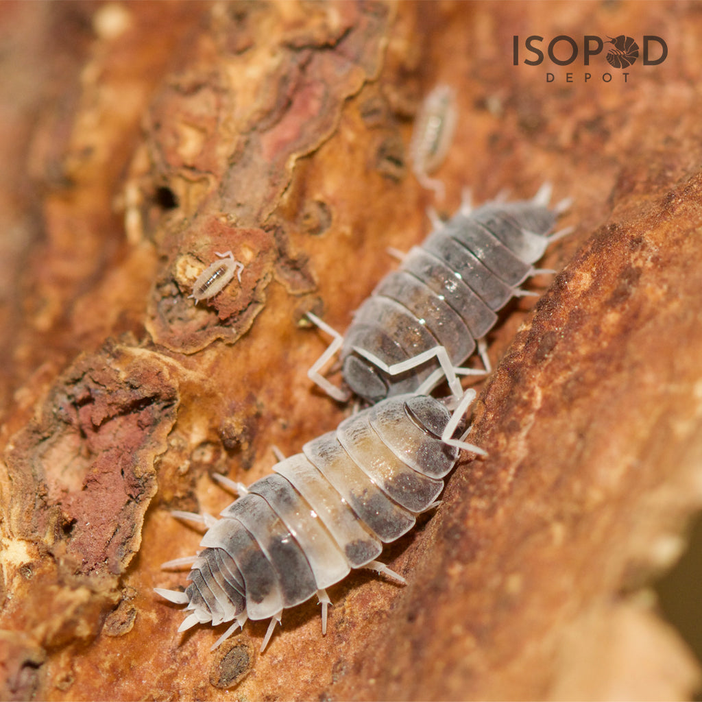 Porcellionides Pruinosus Oreo Crumble Isopods – Isopod Depot