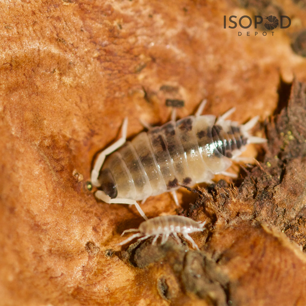 Porcellionides Pruinosus Oreo Crumble Isopods – Isopod Depot