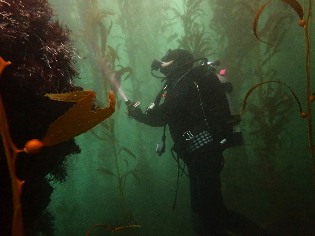 SeaTrees x The Bay Foundation scuba diver working to reforest kelp