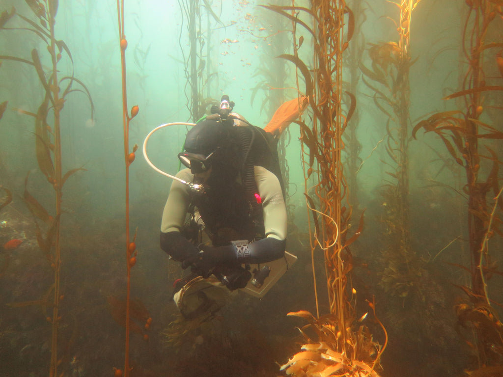 Diver swims and records notes on kelp forest in La Jolla, California for SeaTrees