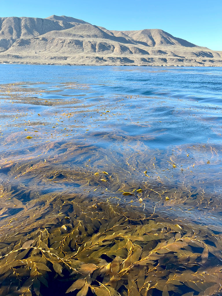 A kelp forest in San Clemente, California