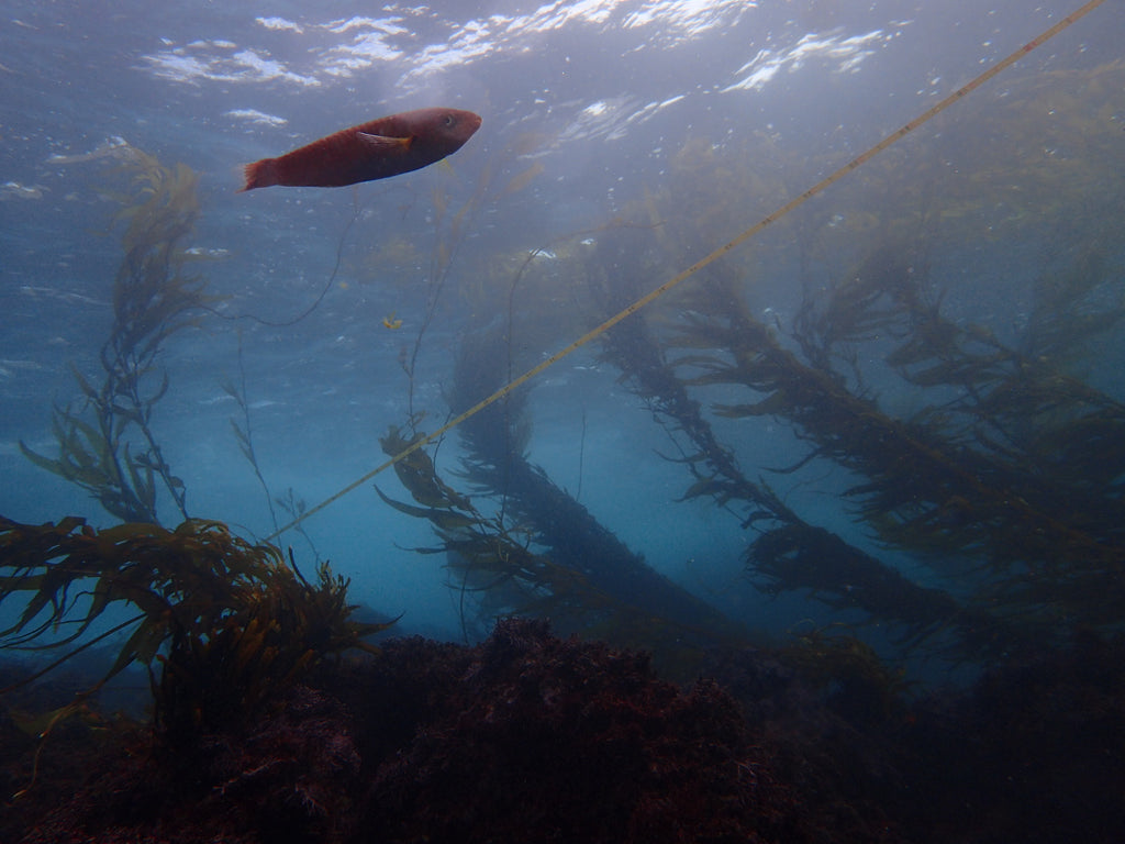 A fish and a kelp forest