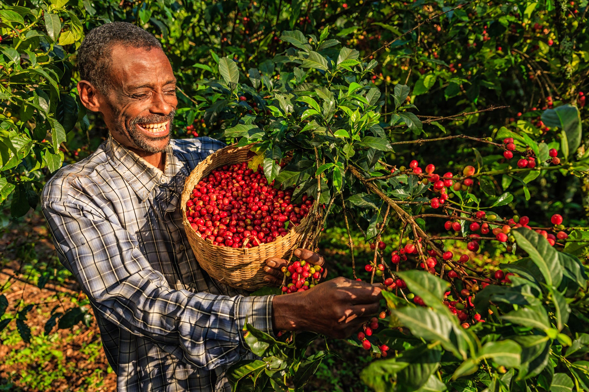 Ethiopian coffee farmer
