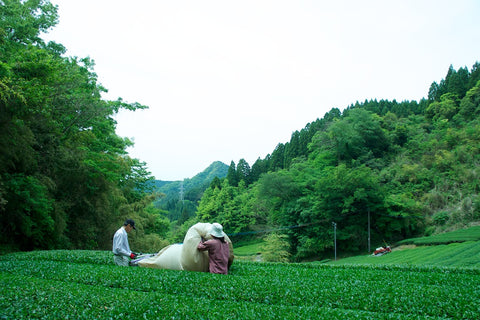 SNOWING MOUNTAIN TEA