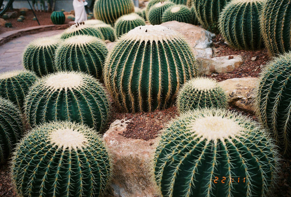 Photograph of cacti at Longwood Gardens