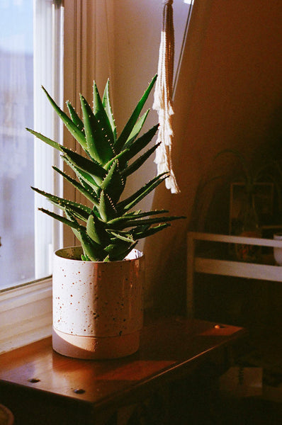 Photograph of indoor plant sitting on table next to window