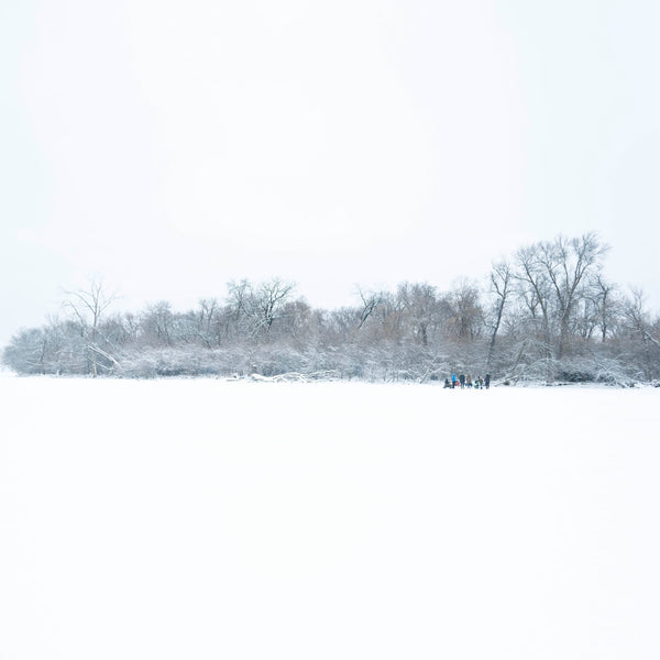 image of trees in snow