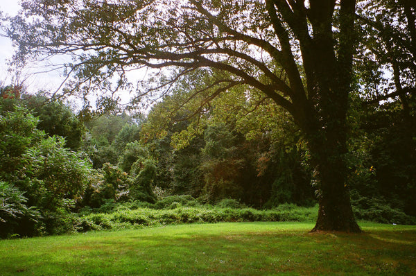 Photograph of a green area