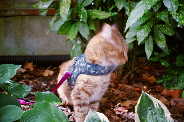 Photograph of a cat in a harness on a leesh