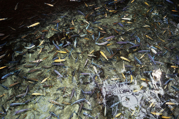 Photograph of fish swimming in pool of water