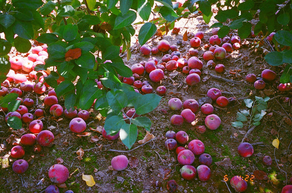 Photograph of apples lying on the ground