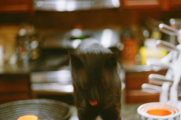 Photograph of cat on kitchen counter