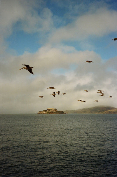 Photograph of ocean and birds flying over