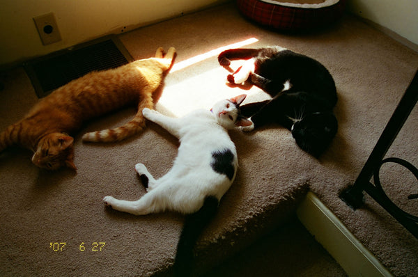 Photograph of cats lying on the ground