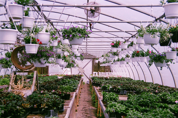 Photograph of green house