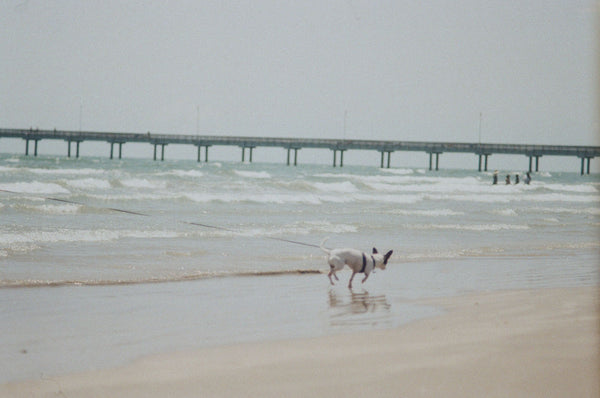 Photograph of a dog on a beach