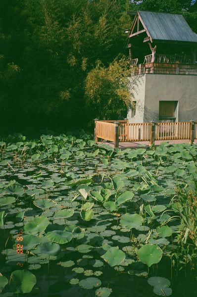 Photograph of lily pads and small house on pond