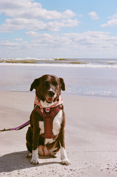 Photograph taken with a Konica Autoreflex TC of a dog at the beach