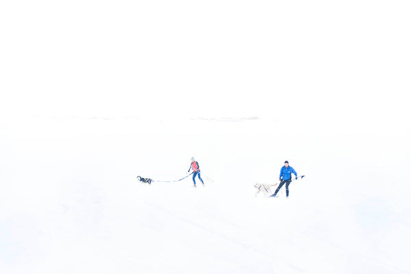 image of dog sleds in snow