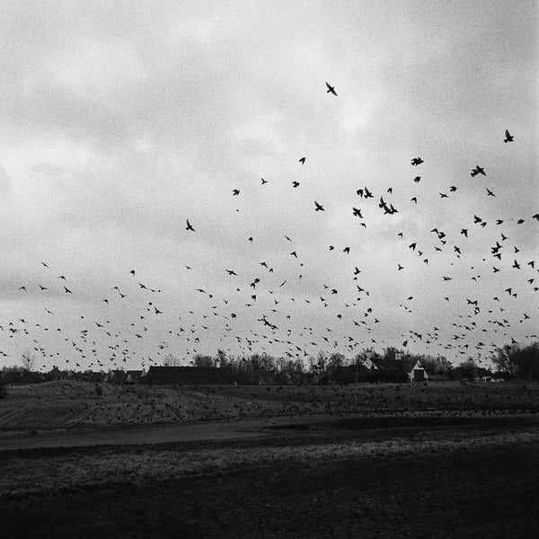 Photograph of a flock of birds in a field