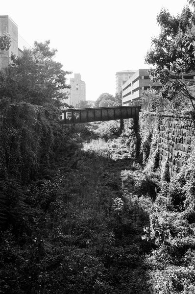 Photograph of a bridge through dense foliage