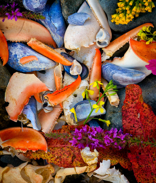 Photograph of crab claws, mussels shells, flowers and rocks 