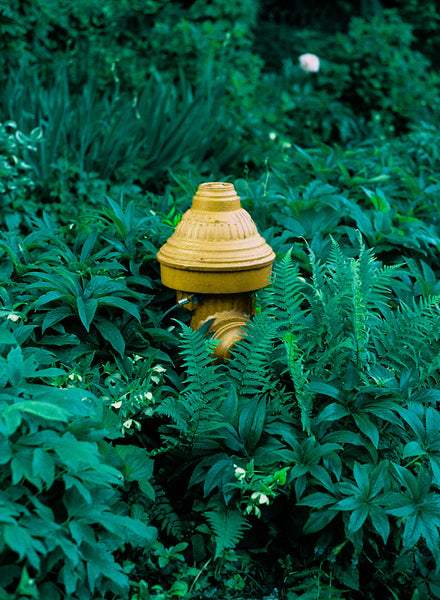 Photograph of a fire hydrant surrounded by green bushes