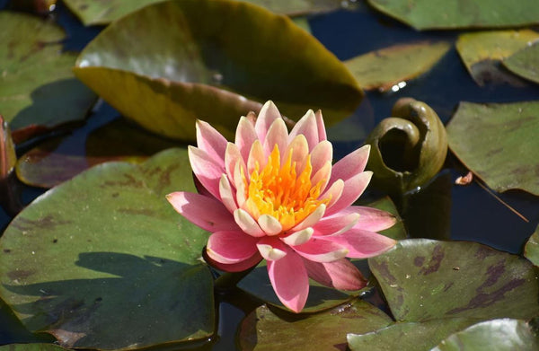Photograph of water lily