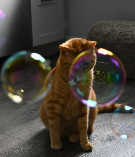 Photograph of cat with bubbles