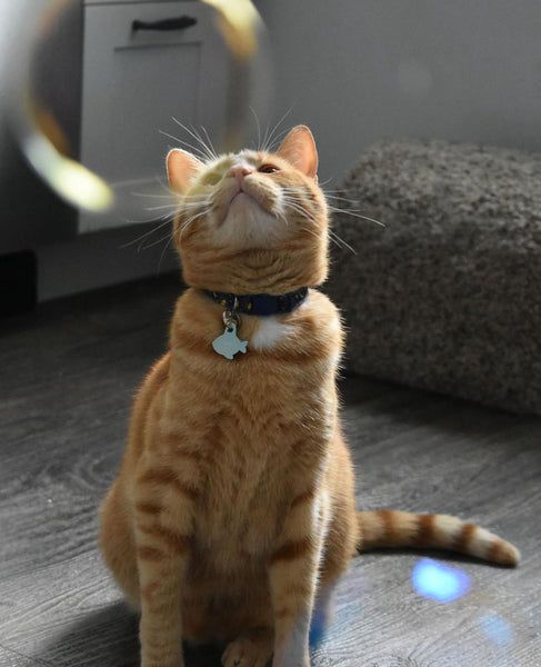 Photograph of cat looking at bubbles