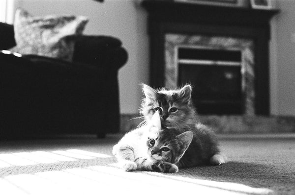 Photograph of two cats