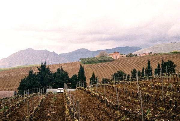 Photograph of a vineyard