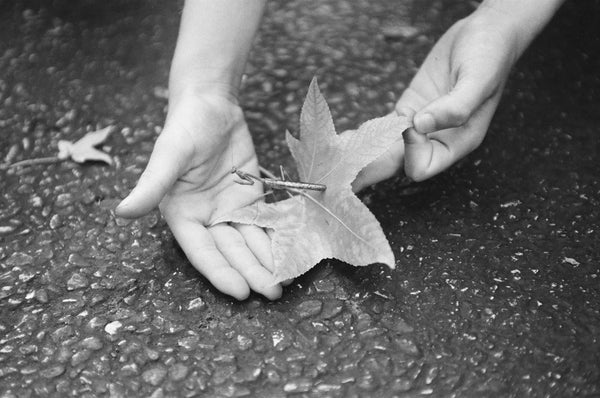 Photograph of hands picking up leaf with a praying mantis on it