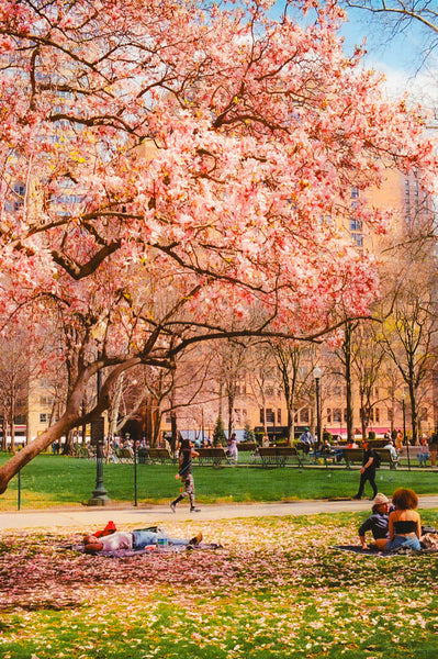 Photograph of blooming trees in Rittenhouse Square