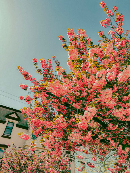 Photograph looking up at tree in bloom