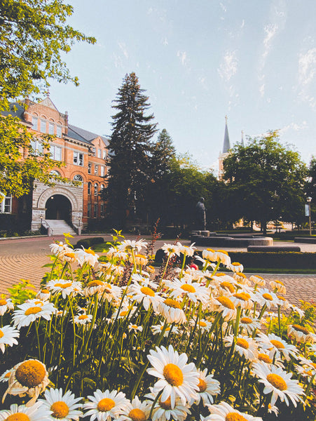 Photograph of daisies in a park