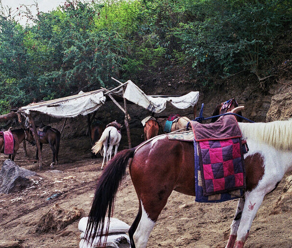 Photograph of horses