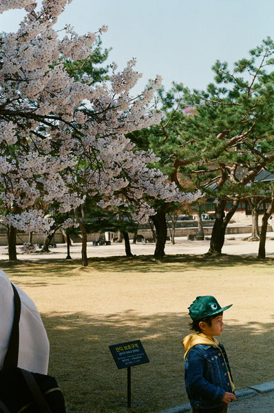 Photograph of child in park with blooming trees