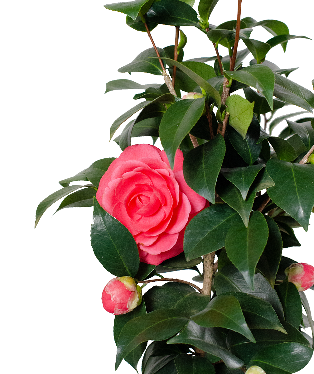 Japonica camellia medicinal herbs: