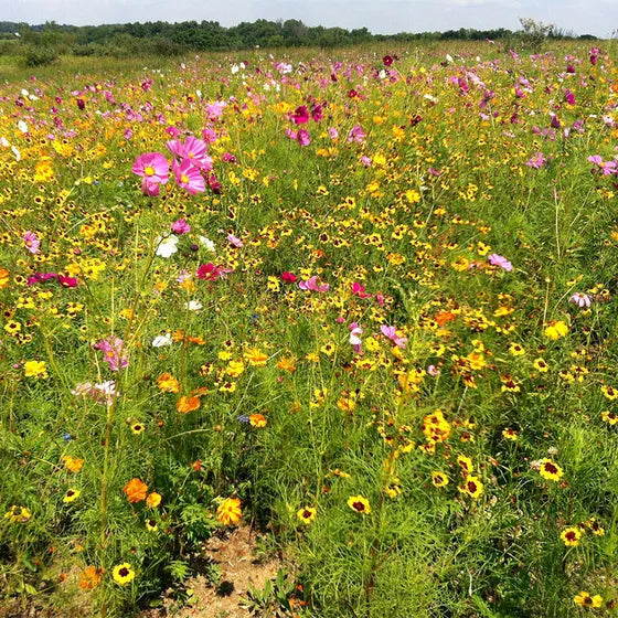 A midwestern field of wildflowers that go on as far as the eye can see.