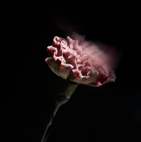 photographie nature morte - photographie fleur - portrait lisa raio