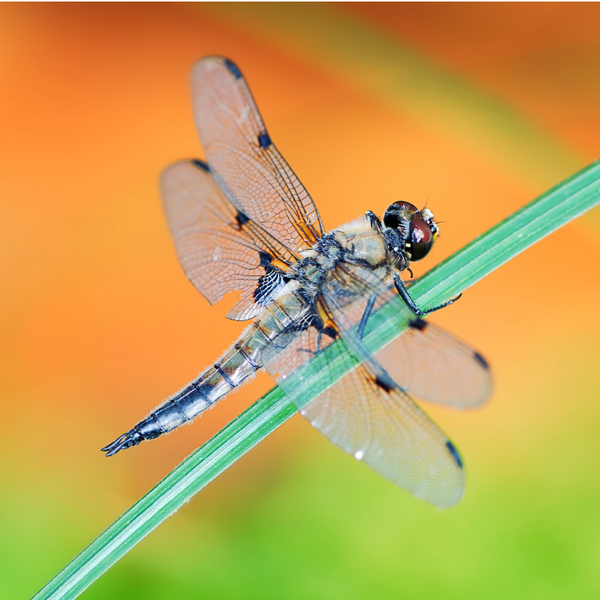 Why Dragonflies Aren’t Considered Pests - PF Harris