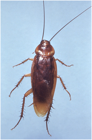 american cockroach flying