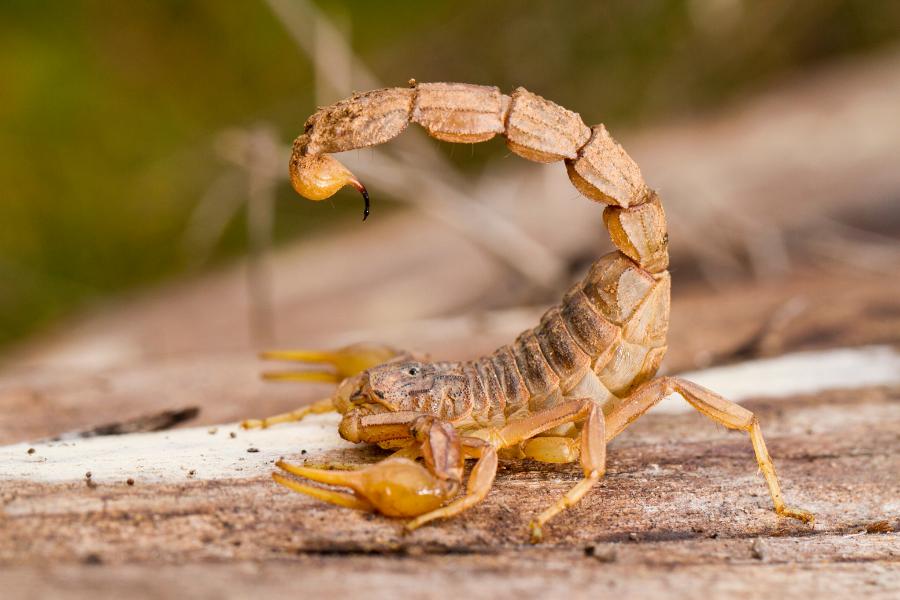 What to know when venturing into scorpion territory