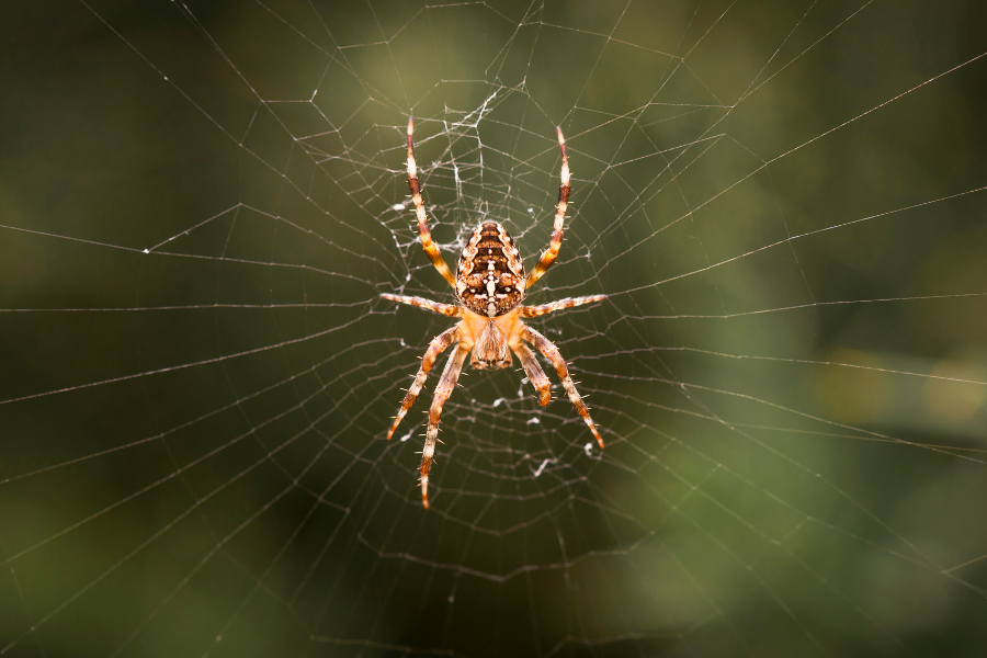 Spiders  A Guide To Spider Identification & Prevention