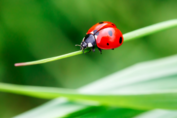 Ladybugs and Asian Lady Beetles: The Ultimate Guide