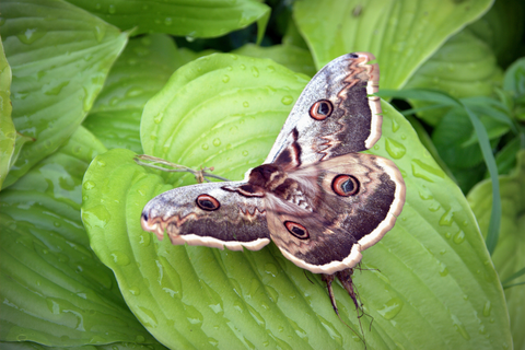 Blog - The Ultimate Guide To Pantry Moths: Effective Prevention And Control  For Katy Homes