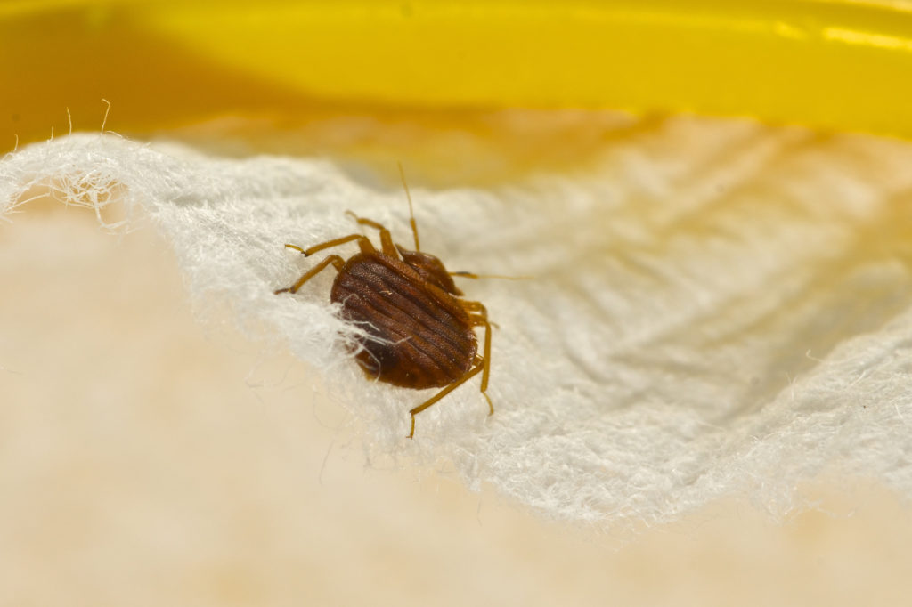 A bed bug crawling on a bed.