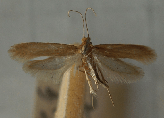 Stop clothes moths in their tracks