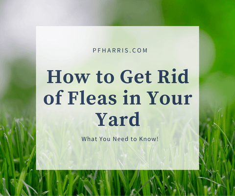 How to git rid of fleas in your yard